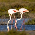 Flamant rose Phoenicopterus roseus - Greater Flamingo