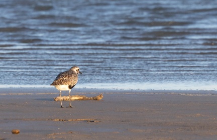 Pluvier argenté Pluvialis squatarola - Grey Plover
