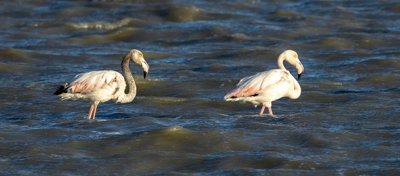 Flamant rose Phoenicopterus roseus - Greater Flamingo