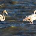Flamant rose Phoenicopterus roseus - Greater Flamingo
