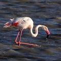 Flamant rose Phoenicopterus roseus - Greater Flamingo