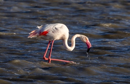 Flamant rose Phoenicopterus roseus - Greater Flamingo