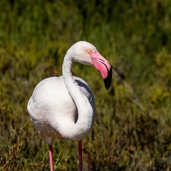 Flamant rose Phoenicopterus roseus - Greater Flamingo
