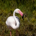 Flamant rose Phoenicopterus roseus - Greater Flamingo