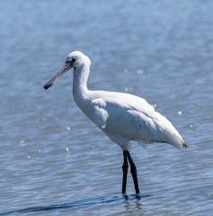 Avocette élégante Recurvirostra avosetta - Pied Avocet