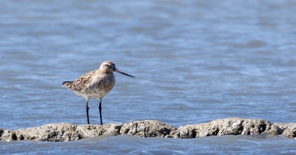 Barge rousse Limosa lapponica - Bar-tailed Godwit