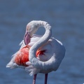 Flamant rose Phoenicopterus roseus - Greater Flamingo