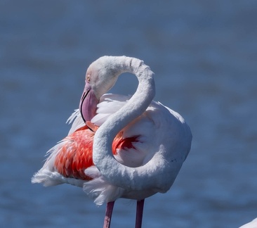 Flamant rose Phoenicopterus roseus - Greater Flamingo