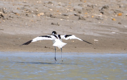 Avocette élégante Recurvirostra avosetta - Pied Avocet