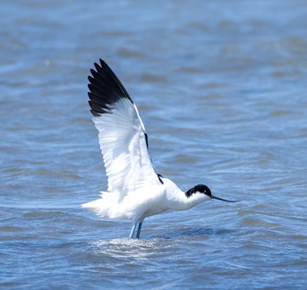 Avocette élégante Recurvirostra avosetta - Pied Avocet
