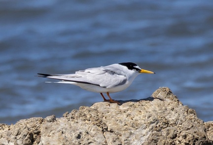 Sterne naine Sternula albifrons - Little Tern