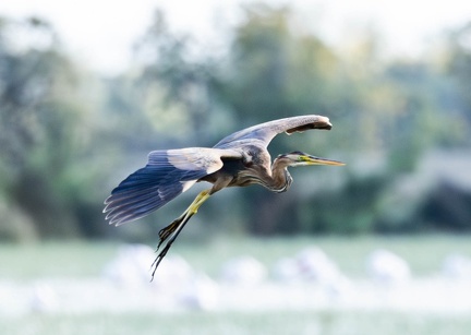 Héron pourpré Ardea purpurea - Purple Heron