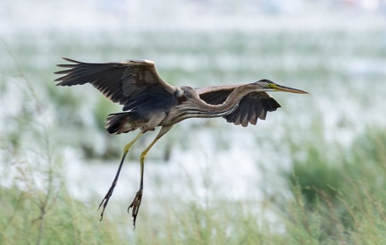 Héron pourpré Ardea purpurea - Purple Heron