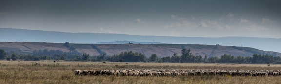 plaine de crau : moutons