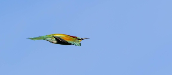 Guêpier d'Europe Merops apiaster - European Bee-eater