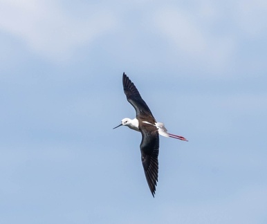 Échasse blanche Himantopus himantopus - Black-winged Stilt