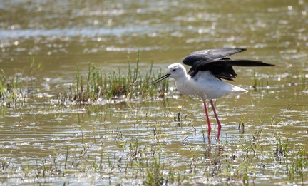 Échasse blanche Himantopus himantopus - Black-winged Stilt
