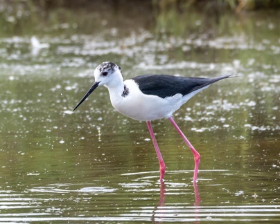 Échasse blanche Himantopus himantopus - Black-winged Stilt