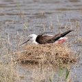 Échasse blanche Himantopus himantopus - Black-winged Stilt
