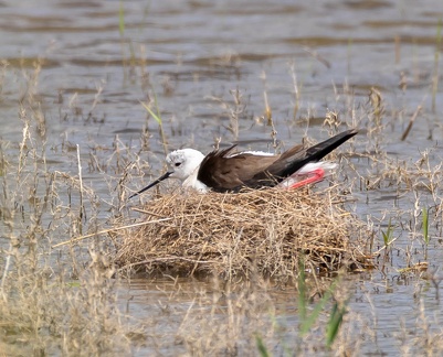 Échasse blanche Himantopus himantopus - Black-winged Stilt