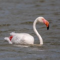 Flamant rose Phoenicopterus roseus - Greater Flamingo