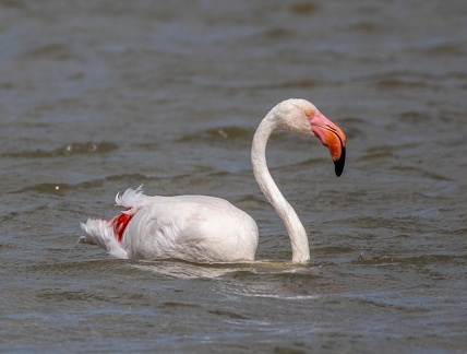 Flamant rose Phoenicopterus roseus - Greater Flamingo