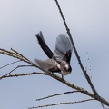 Orite à longue queue Mésange à longue queue Aegithalos caudatus - Long-tailed Tit