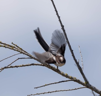 Orite à longue queue Mésange à longue queue Aegithalos caudatus - Long-tailed Tit