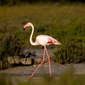 Flamant rose Phoenicopterus roseus - Greater Flamingo