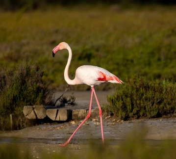 Flamant rose Phoenicopterus roseus - Greater Flamingo
