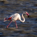 Flamant rose Phoenicopterus roseus - Greater Flamingo