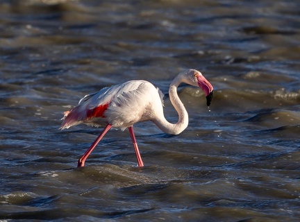 Flamant rose Phoenicopterus roseus - Greater Flamingo