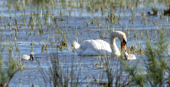 Cygne tuberculé Cygnus olor - Mute Swan