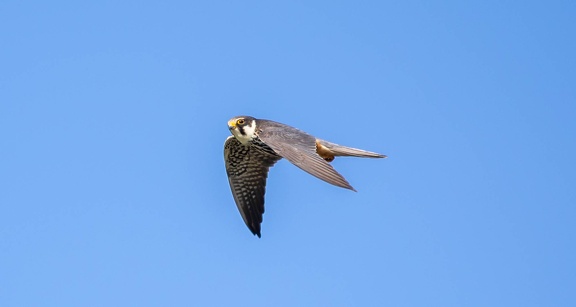 Faucon hobereau Falco subbuteo - Eurasian Hobby