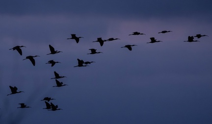 Ibis falcinelle Plegadis falcinellus - Glossy Ibis