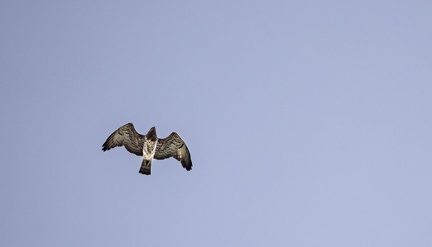 Circaète Jean-le-Blanc Circaetus gallicus - Short-toed Snake Eagle