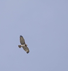 Circaète Jean-le-Blanc Circaetus gallicus - Short-toed Snake Eagle