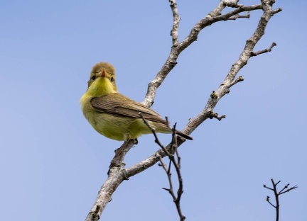 Hypolaïs polyglotte Hippolais polyglotta - Melodious Warbler