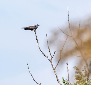 Coucou gris Cuculus canorus - Common Cuckoo
