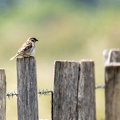 Moineau friquet Passer montanus - Eurasian Tree Sparrow