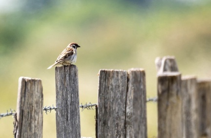 Moineau friquet Passer montanus - Eurasian Tree Sparrow