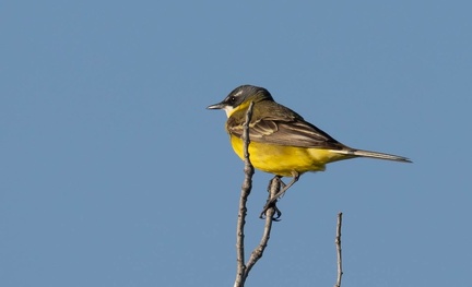 Bergeronnette ibérique Motacilla flava iberiae - Western Yellow Wagtail (iberiae)