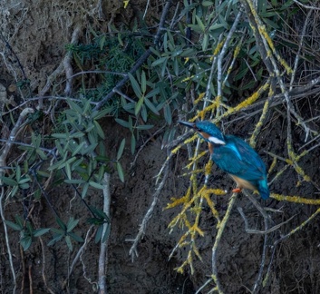 Martin-pêcheur d'Europe Alcedo atthis - Common Kingfisher