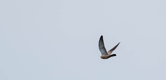 Faucon crécerellette Falco naumanni - Lesser Kestrel