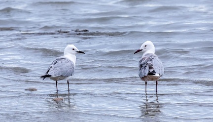 Goéland railleur Chroicocephalus genei - Slender-billed Gull