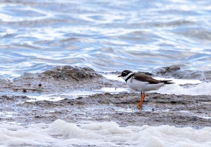 Grand Gravelot Pluvier grand-gravelot Charadrius hiaticula - Common Ringed Plover