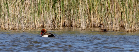 Nette rousse Netta rufina - Red-crested Pochard