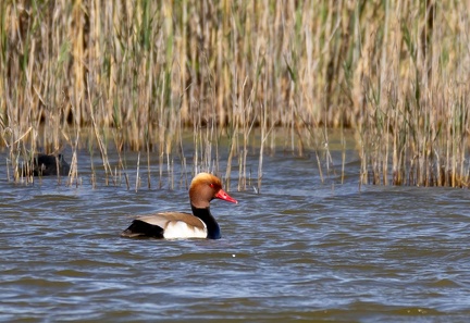 Nette rousse Netta rufina - Red-crested Pochard
