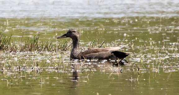 Canard chipeau Mareca strepera - Gadwall