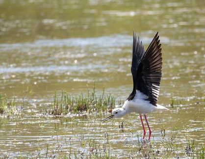Échasse blanche Himantopus himantopus - Black-winged Stilt